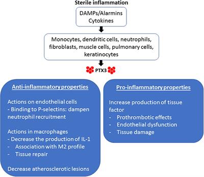 Tissue Dependent Role of PTX3 During Ischemia-Reperfusion Injury